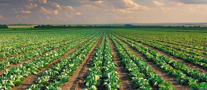 Sector Agroalimentario